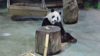 20170223 Yuan Zai 3