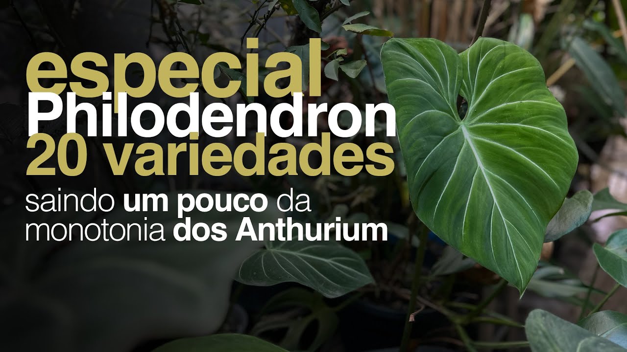 20 Variedades de PHILODENDRON Preferidas do MOMENTO - Jardineiros Urbanos por Flay