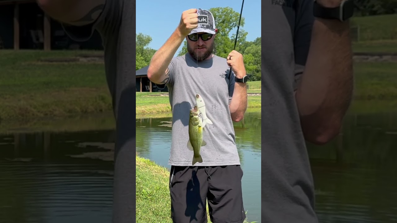 Tiny largemouth hits 6.5” Bucca Trick Shad glide bait! Bold bite, big heart. 