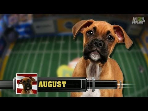 clips for crocs Meet August | Puppy Bowl X
