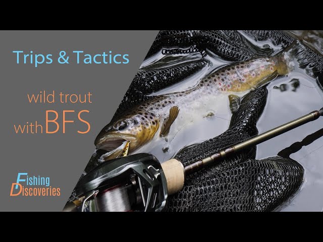 Wild Trout Repeatedly Attacks Sinking Minnow BFS Crankbait - Finally Nails  it in the Shallows! 