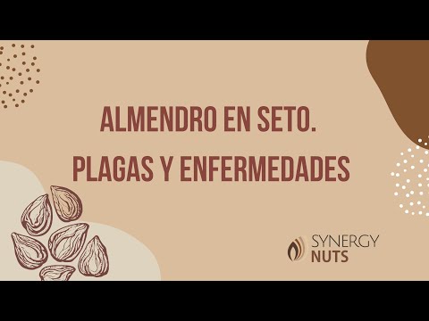 Video 6: Almendro en seto. Plagas y enfermedades.