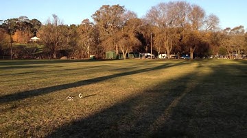 Blade 450X Inverted Auto