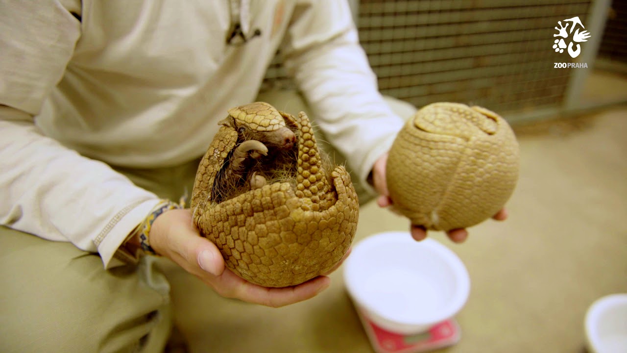 Zoo Praha: Seznamte se s mládětem pásovce