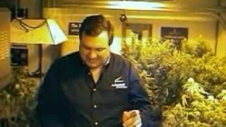 Steve Kubby Growing Marijuana - Light Hoods