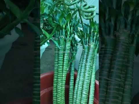 ساق بامبو اوعصى موسى تايكر أفضل من حلزونيه وأقوى بسنتر اسونه 