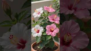 Raat Ki Rani and gudal Gardening #gardening #farming #shorts Raat Ki Rani and gudal Gardening #gardening #farming #shorts