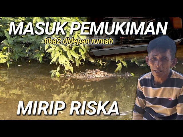 BUAYA LIAR MIRIP RISKA❗ADA DIDEPAN RUMAH AMBO class=