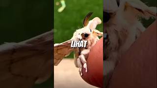 Aduhay lucunyoo - Poodle moth#animals