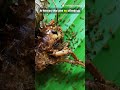 Zombie Ants – The Fungi That Control Minds! 🧟♂️🐜#viral #viralshorts #science #biology #biology
