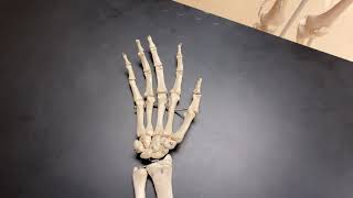 Metacarpals and Phalanges