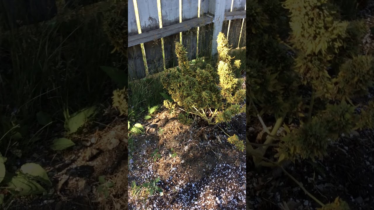 18+ Amnesia Autoflower(outdoor grow)!!!