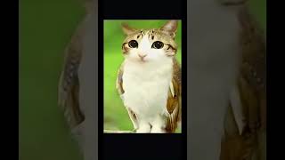 kucing burung hantu