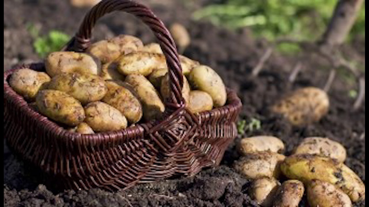 Potato Famine 