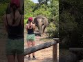 Mud bathing keep elephant feel cool and comfortable 😍🐘❤️ #elephant #keffamily #kef #chimean