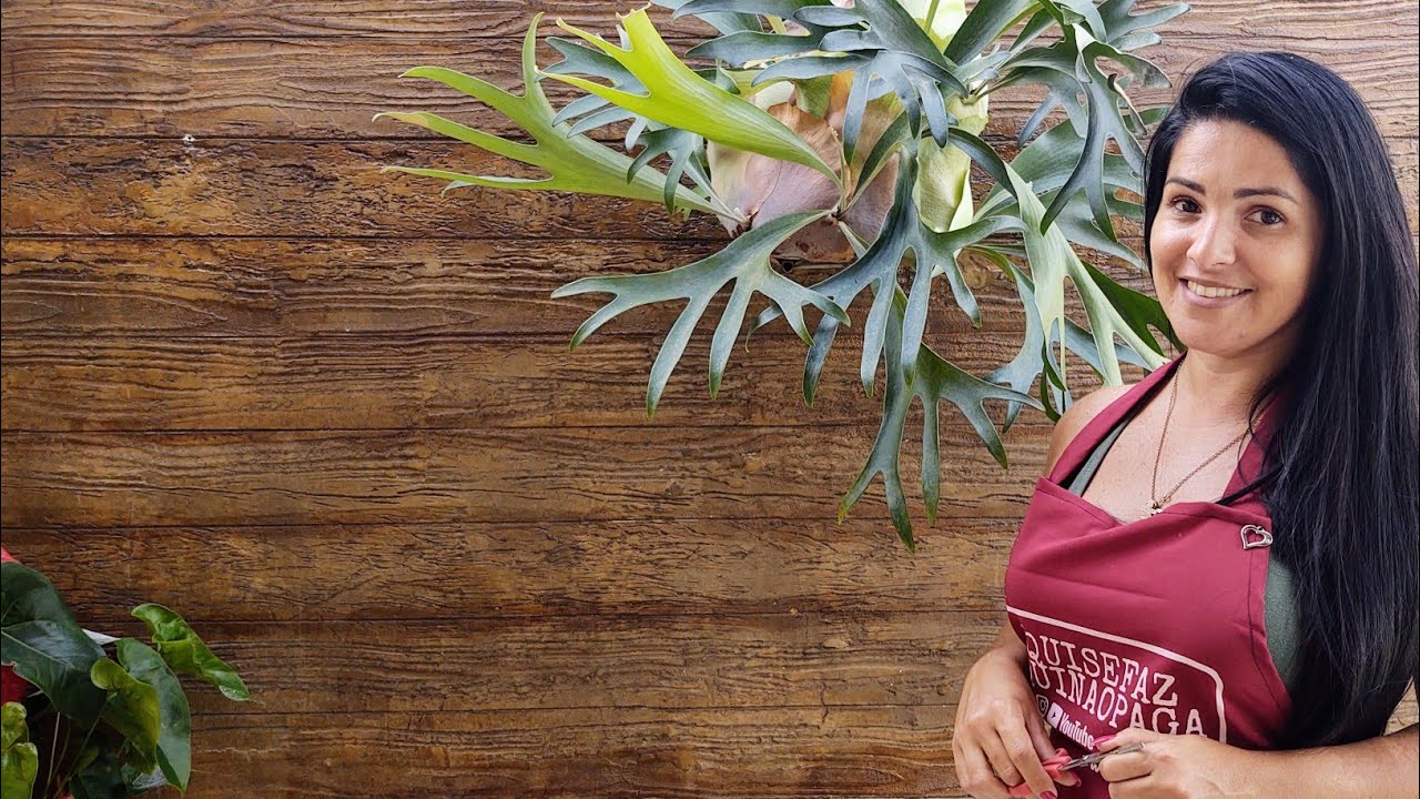 CHIFRE DE VEADO COMO CUIDAR - COMO FAZER MUDAS DE CHIFRE DE VEADO - MUDA DE CHIFRE DE VEADO FACIL