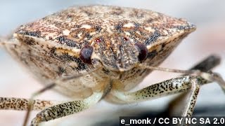 How To Battle Stink Bug Season