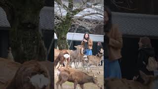 Experience the Magic of Nara, Japan 🦌✨ | City of Deer