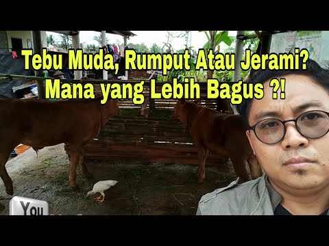 Video: Apakah tebu itu rumput?