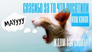 Прикол,кот увидел себя в отражении зеркала! Прикол,кот увидел себя в отражении зеркала!