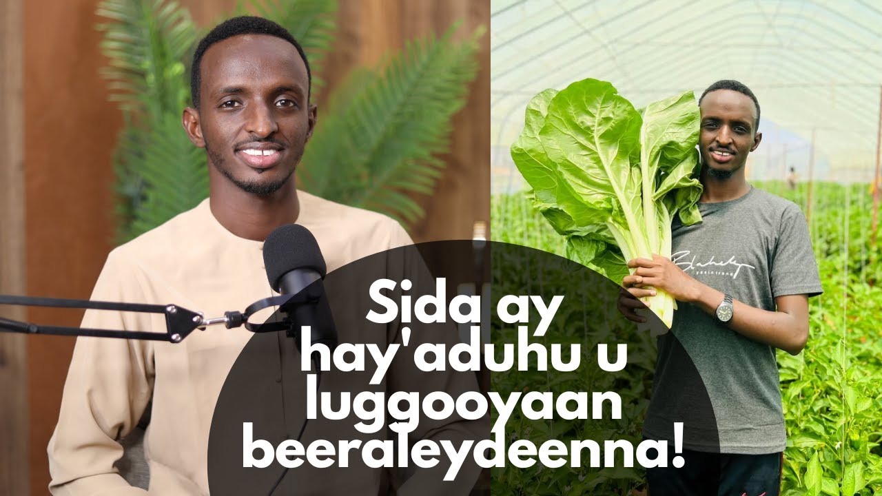 Sida ay hay'aduhu u luggooyaan beeraleydeenna!