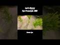 fpv freestyle