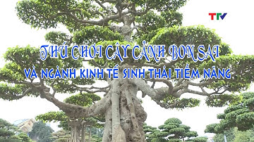 Thú chơi cây cảnh Bonsai và ngành kinh tế sinh thái tiềm năng | Ký sự Nhất Nghệ tinh - Tập 12
