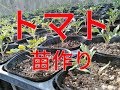 【農業#19】トマトの苗作り！