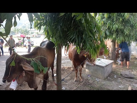 Pemotongan hewan kurban pada saat Hari raya IDHUL ADHA di MASJID DARUSSALAM link Baru II part 2