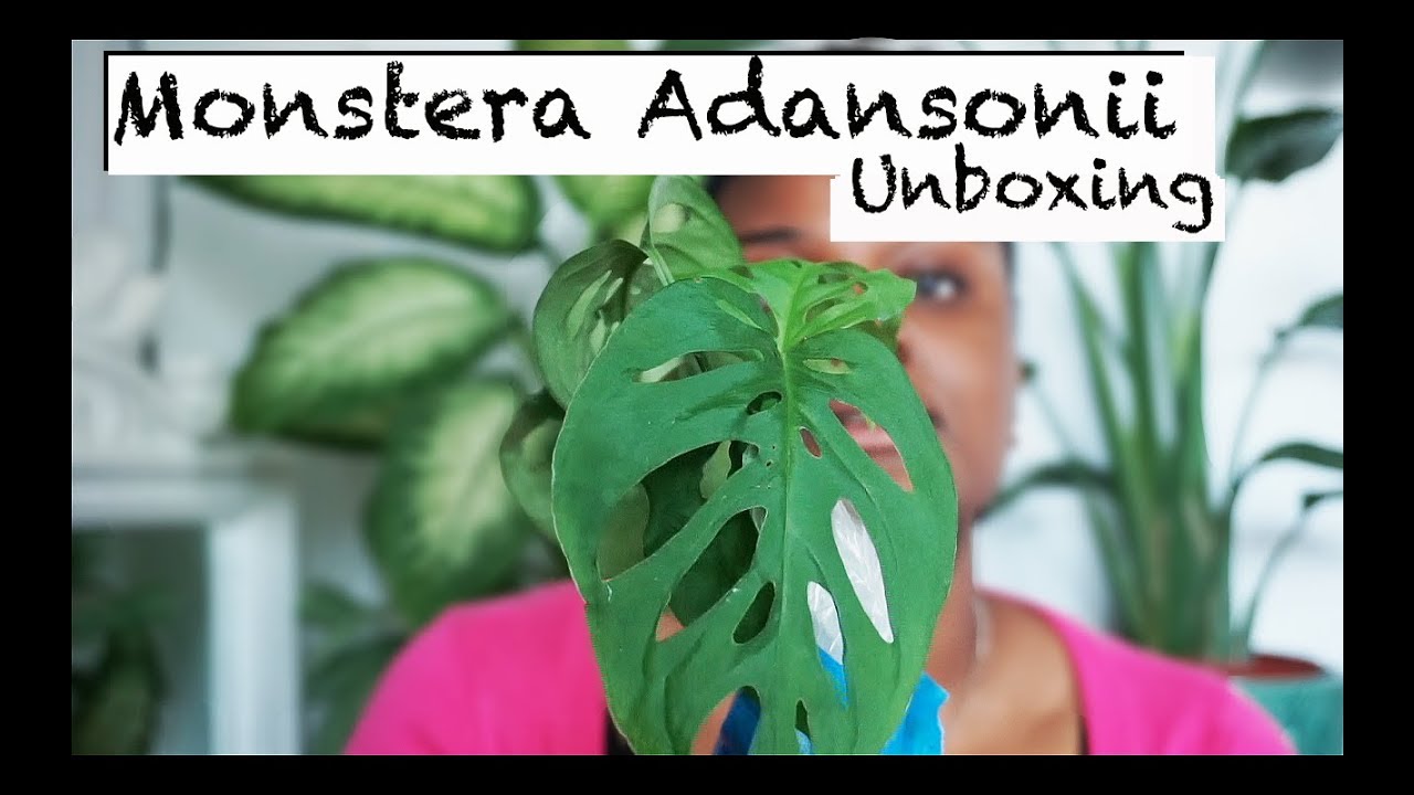 Unboxing New Monstera Adansonii 