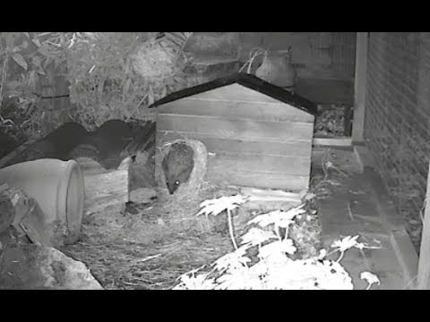hedgehog meaning in hindi 4 in a bed and the little one said ...