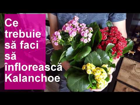 Video: Cum Se Udă Kalanchoe