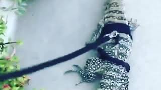 Blue Tegu walk