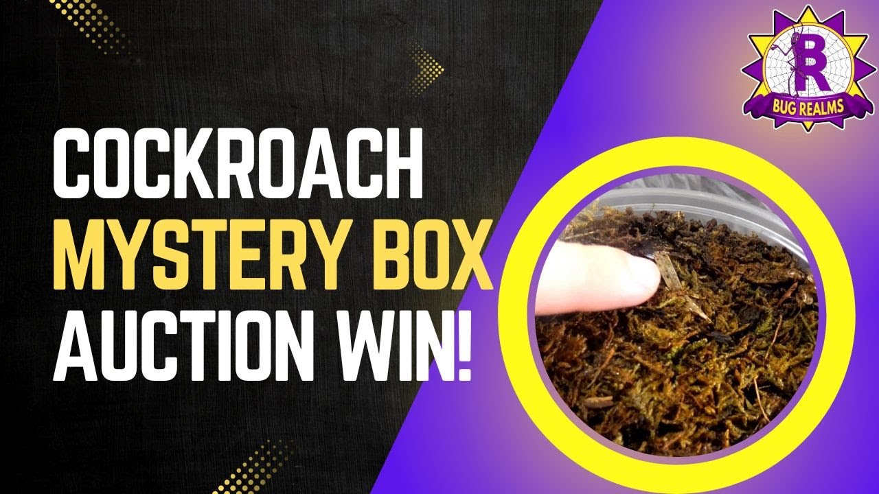 I won a Cockroach MYSTERY box at an auction!