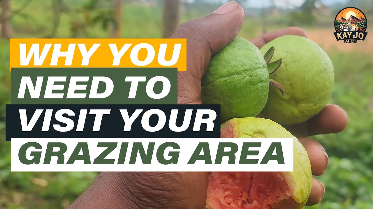 Почему каждый фермер должен регулярно посещать свой пастбищ | ep85 #козоводство