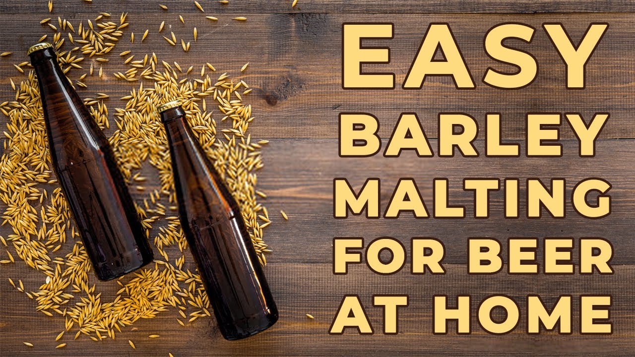 Download How to Malt Barley at Home | Homemade Beer Recipe | Homebrew India