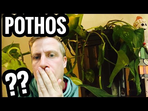 فيديو: ما يجب القيام به مع نباتات Leggy - إصلاح Leggy Pothos و Philodendron