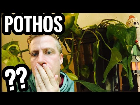 My Pothos Plant