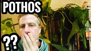 My Pothos Plant is DYING? What to do?