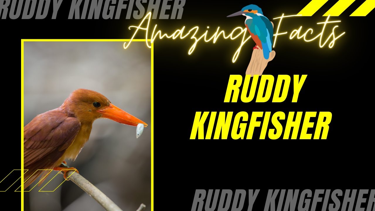 Ruddy Kingfisher facts 🦜 medium-sized tree kingfisher, widely distributed in east southeast Asia