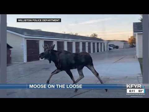 Moose on the loose! Bismarck and Williston residents spot moose within city limits Thursday morni...