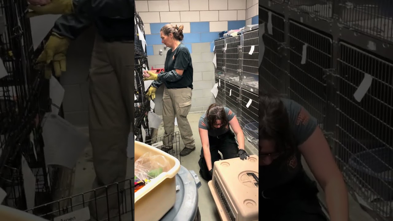 70 Animals Found In Hoarding Case; Loads Of Cats Among One Very Sick Dog, All Needing Help