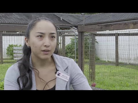 Video: Jak Vzít Psa Na Exkurzi Od Kauai Humane Society - Matador Network