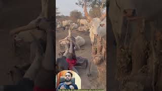 এই আফ্রিকান গোষ্ঠী গরুকে কেন এত গুরুত্ব দেয়? অবিশ্বাস্য কারণ। Mundari tribe #shorts #tribal