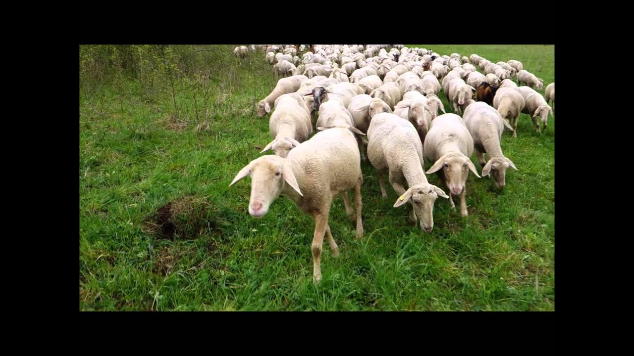 Altdeutscher Hütehund (Strobel) Zora