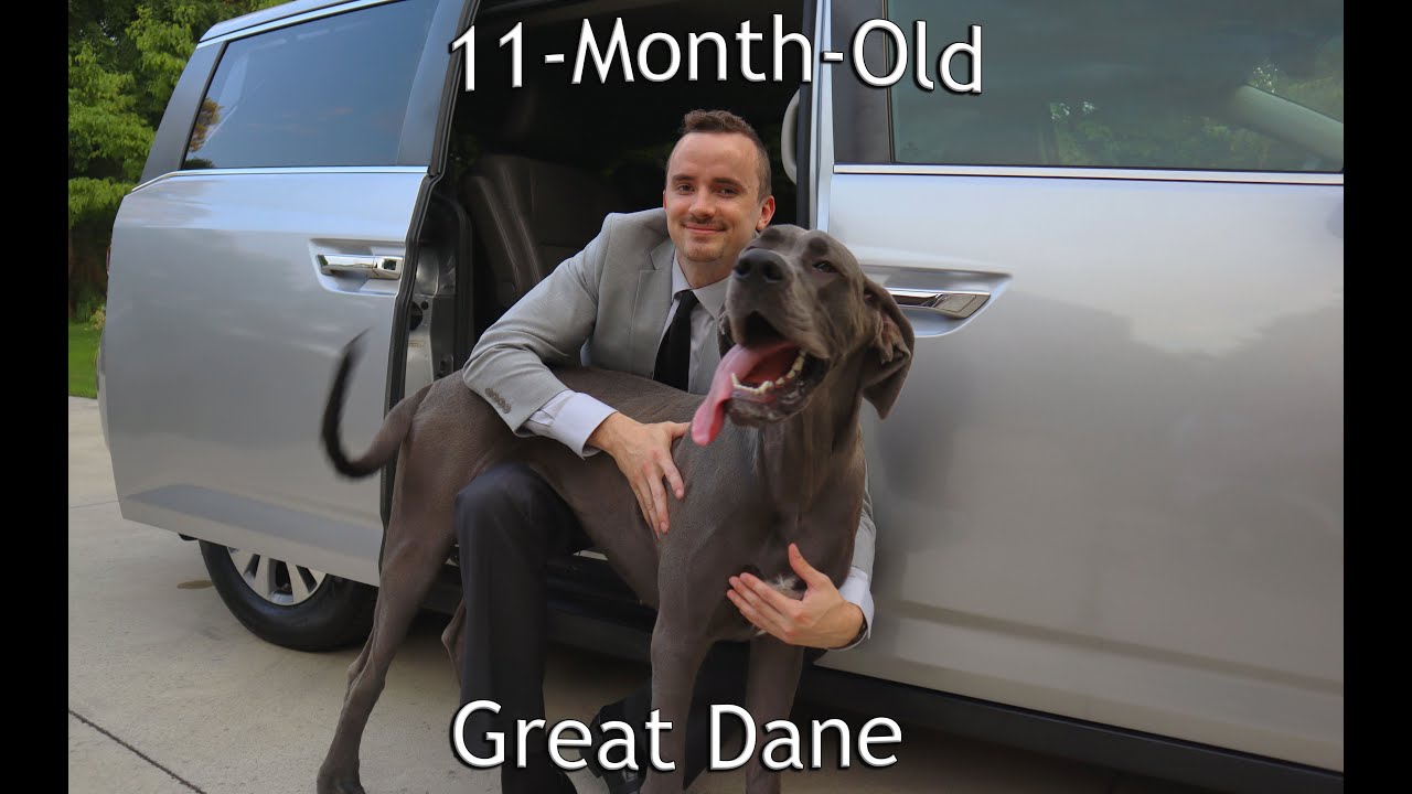 11MonthOld Great Dane YouTube