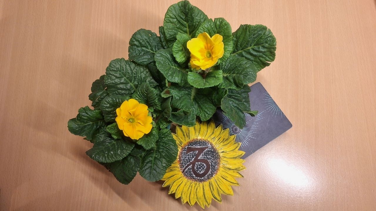 🌻💖 Kozoroh ♑ březen 2026 - Propouštíte to, co vám neslouží a jdete si plnit své sny 🌺🌼💖🌻