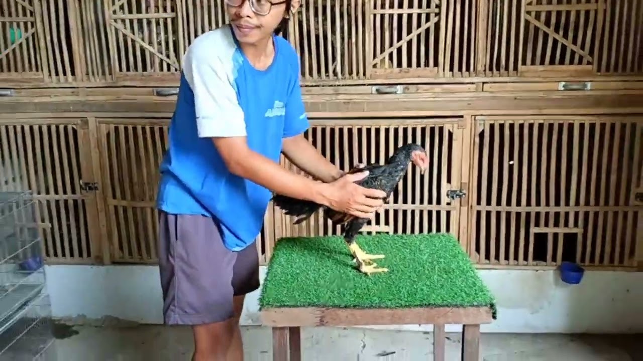 Stock full Pama iq kuda Lari 