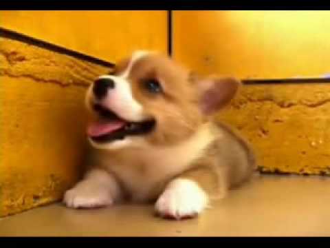 Cute Welsh Corgi Puppy Playing And Sleeping Youtube