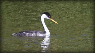 Western Grebe (Aechmophorus occidentalis)